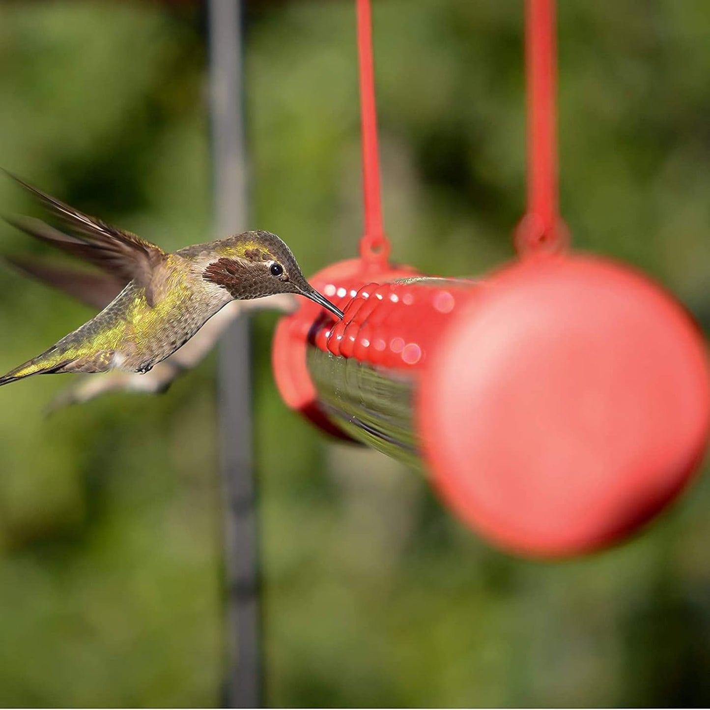 Barra para Colibríes al Exterior: Una forma responsable de observarlos: tu ventana al milagro de la naturaleza
