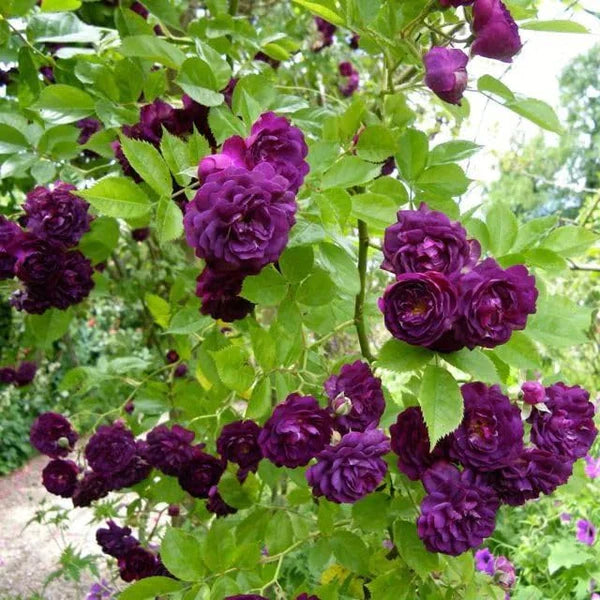 + 200 semillas de flores de rosa trepadora: Cultiva de forma fácil para crear hermosos jardines!! GARANTÍA DE GERMINACIÓN