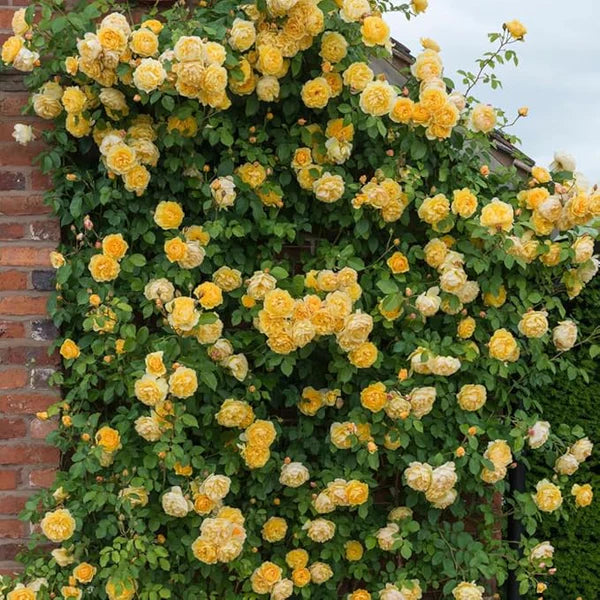 + 200 semillas de flores de rosa trepadora: Cultiva de forma fácil para crear hermosos jardines!! GARANTÍA DE GERMINACIÓN