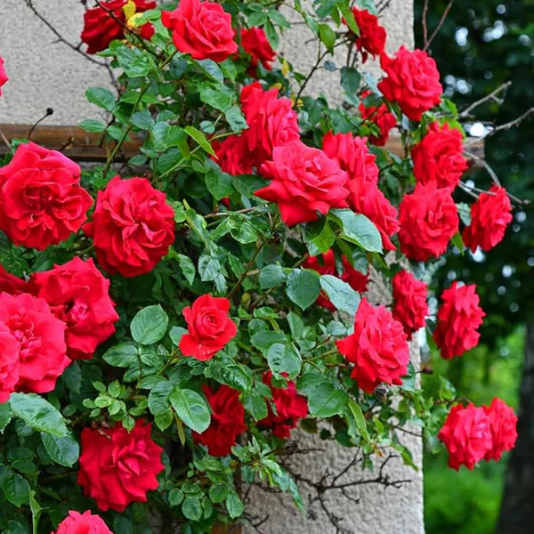 + 200 semillas de flores de rosa trepadora: Cultiva de forma fácil para crear hermosos jardines!! GARANTÍA DE GERMINACIÓN