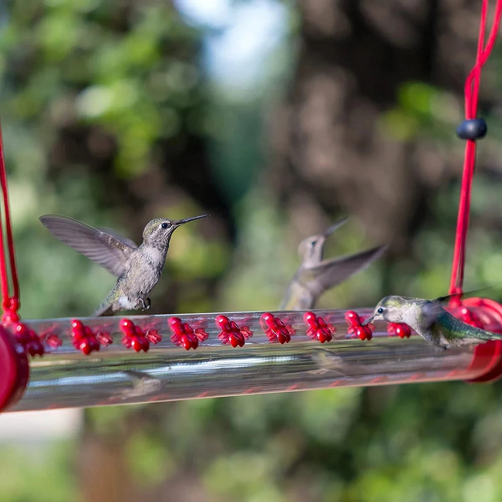 Barra para Colibríes al Exterior: Tu Ventana al Milagro de la Naturaleza