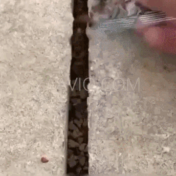 + 200 semillas de flores de rosa trepadora: Cultiva de forma fácil para crear hermosos jardines!! GARANTÍA DE GERMINACIÓN
