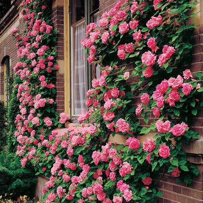 + 200 semillas de flores de rosa trepadora: Cultiva de forma fácil para crear hermosos jardines!! GARANTÍA DE GERMINACIÓN