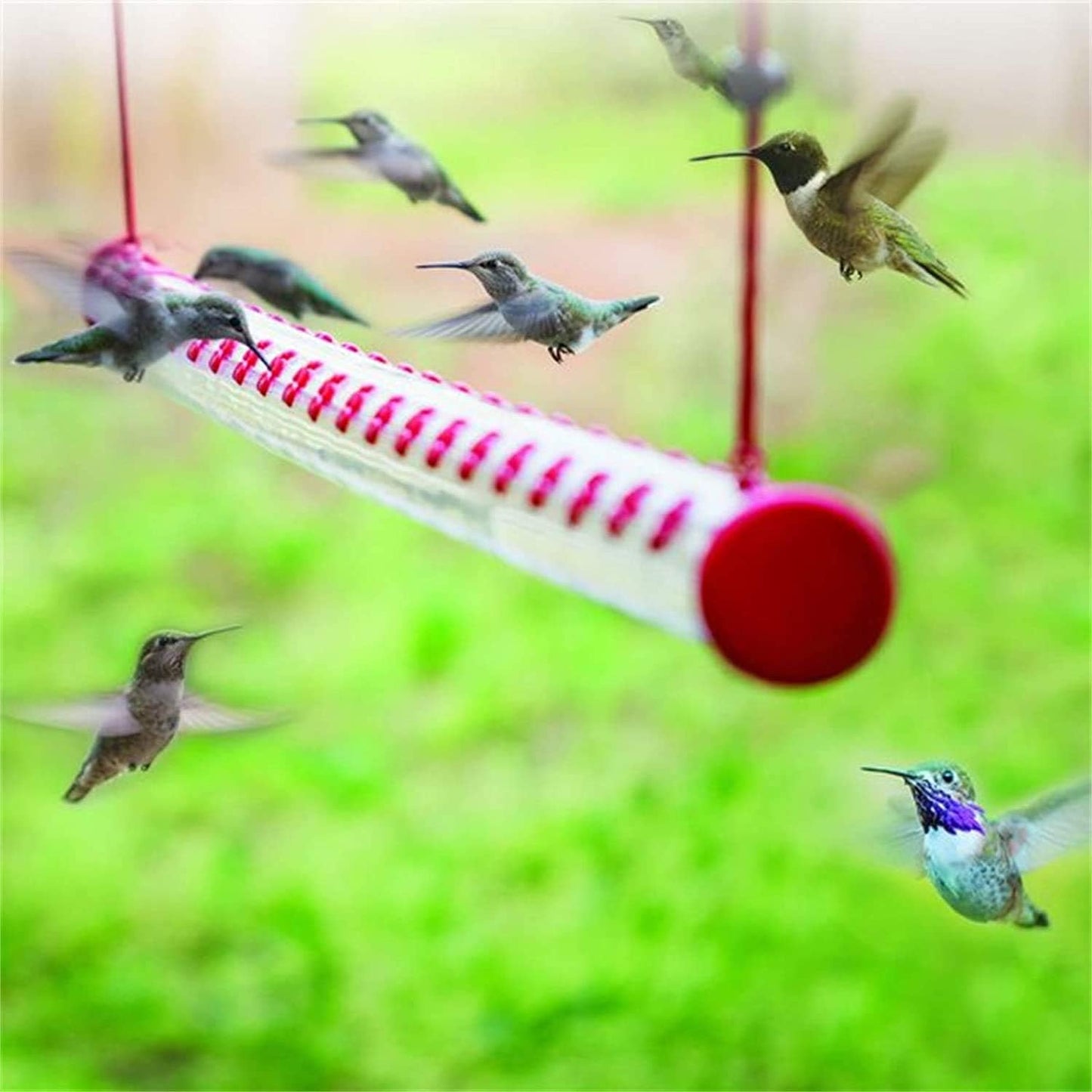 Barra para Colibríes al Exterior: Una forma responsable de observarlos: tu ventana al milagro de la naturaleza
