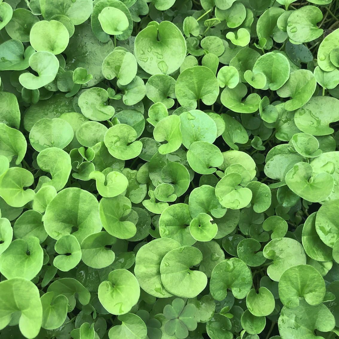+200 semillas de Dichondra Repens: Césped natural, y sin podar nunca más