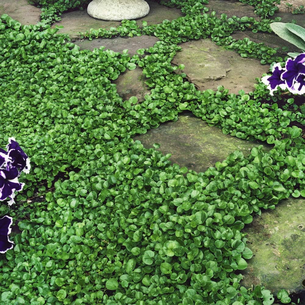 +200 semillas de Dichondra Repens: Césped natural, y sin podar nunca más