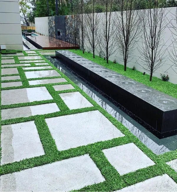 +200 semillas de Dichondra Repens: Césped natural, y sin podar nunca más