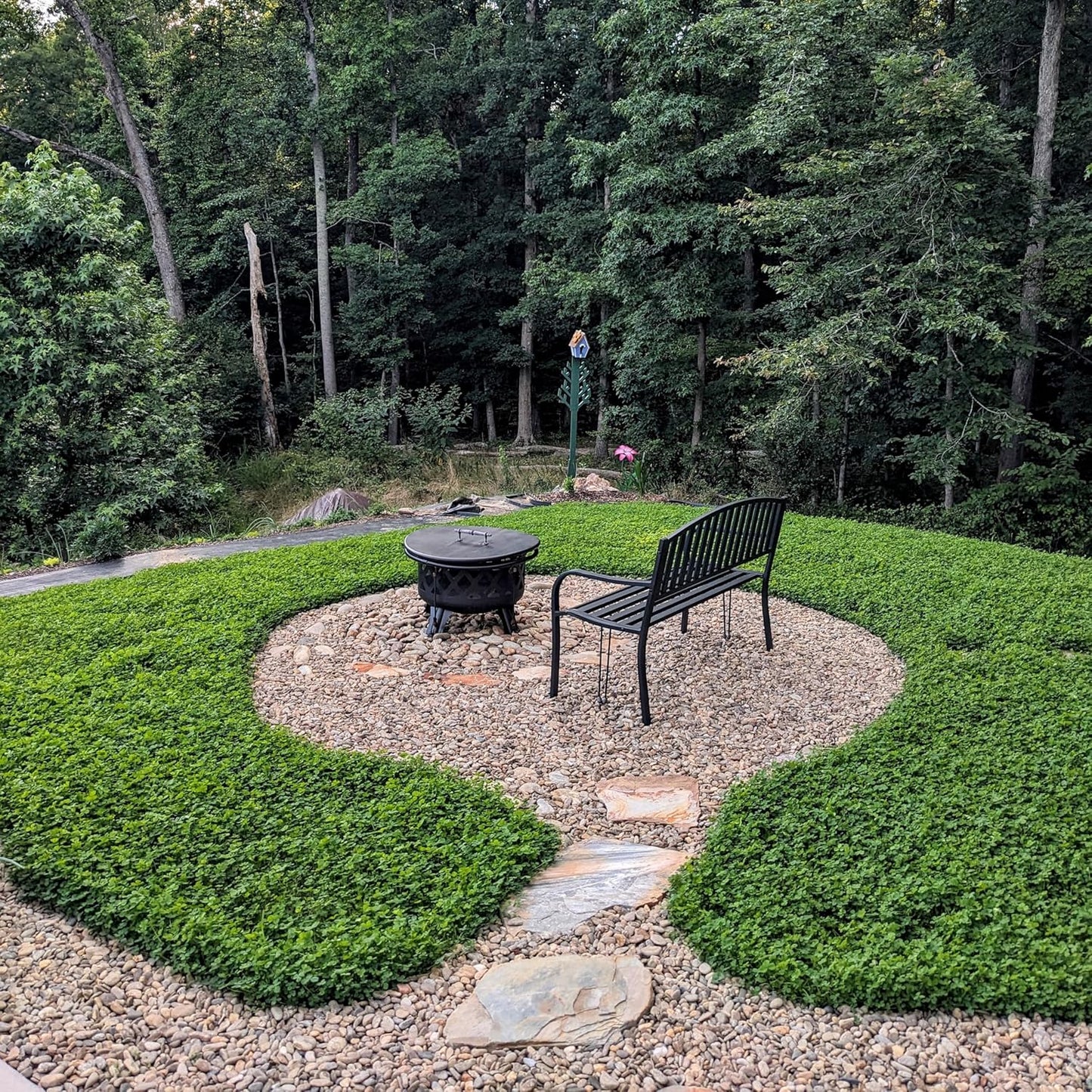 +200 semillas de Dichondra Repens: Césped natural, y sin podar nunca más