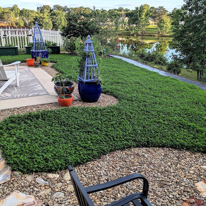 +200 semillas de Dichondra Repens: Césped natural, y sin podar nunca más