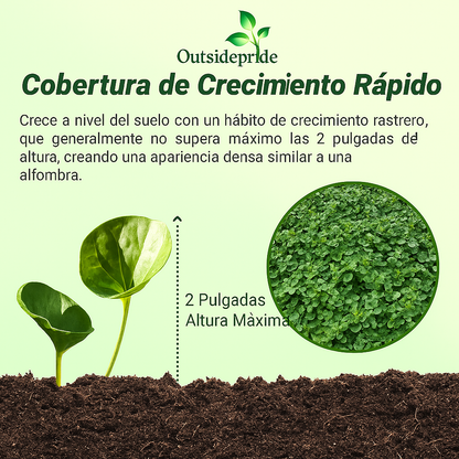 +200 semillas de Dichondra Repens: Césped natural, y sin podar nunca más