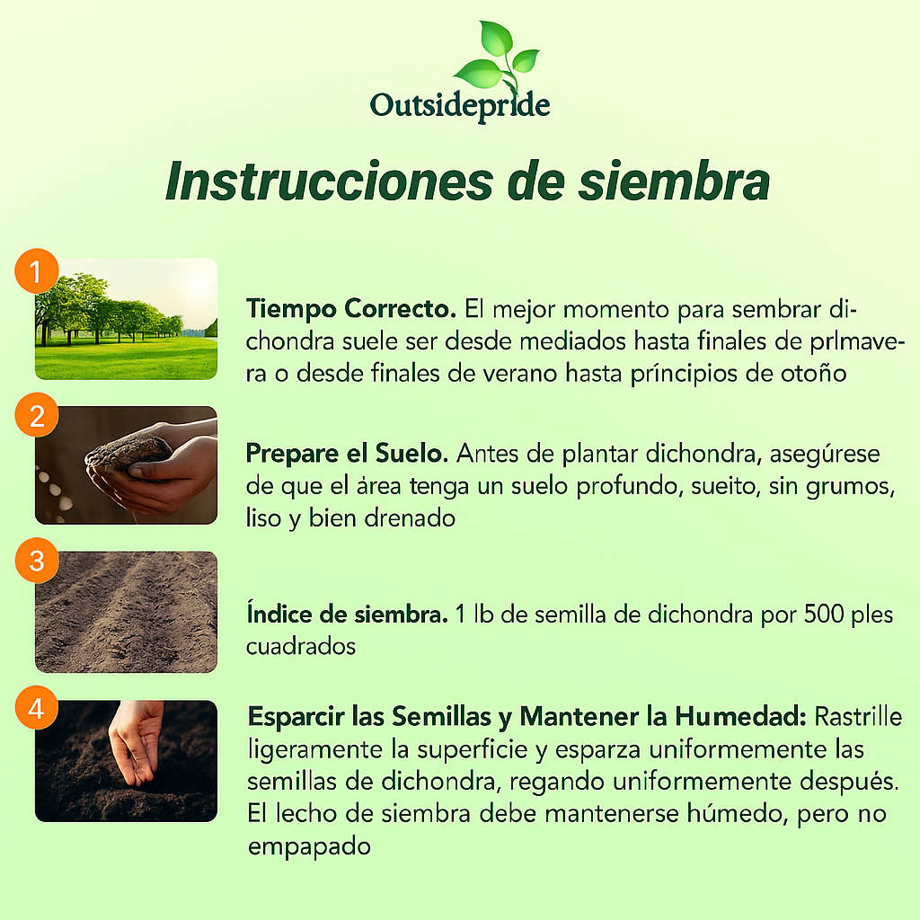 +200 semillas de Dichondra Repens: Césped natural, y sin podar nunca más