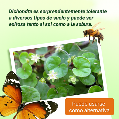 +200 semillas de Dichondra Repens: Césped natural, y sin podar nunca más