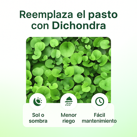 +200 semillas de Dichondra Repens: Césped natural, y sin podar nunca más