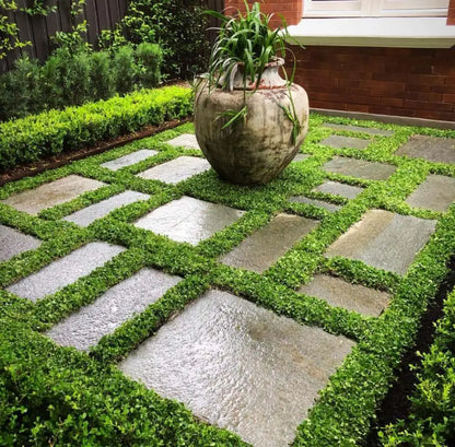 +200 semillas de Dichondra Repens: Césped natural, y sin podar nunca más