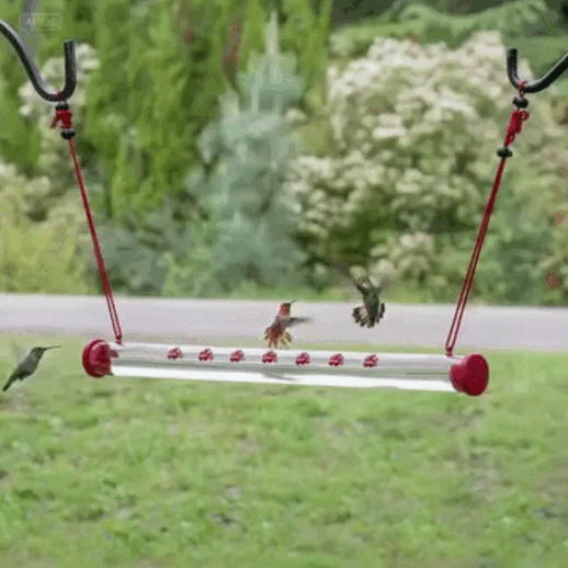 Barra para Colibríes al Exterior: Una forma responsable de observarlos: tu ventana al milagro de la naturaleza