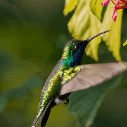 Santuario Colibrí™ | Comedero para Colibríes de 14 Flores