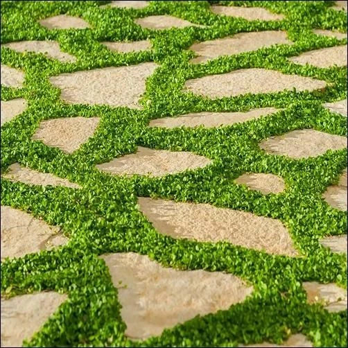 +200 semillas de Dichondra Repens: Césped natural, y sin podar nunca más